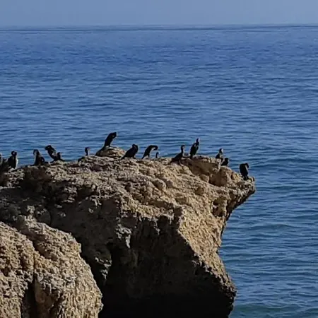 Апартаменти Jeannie's Oura Estrela