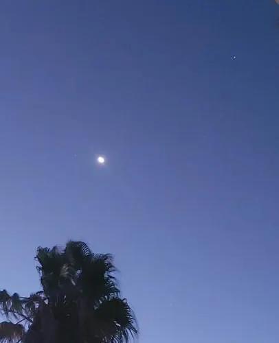 Jeannie's Oura Estrela *