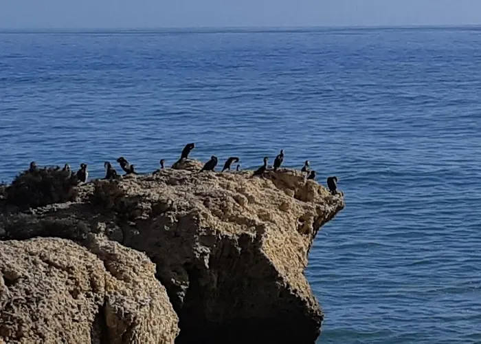 Apartment Jeannie's Oura Estrela